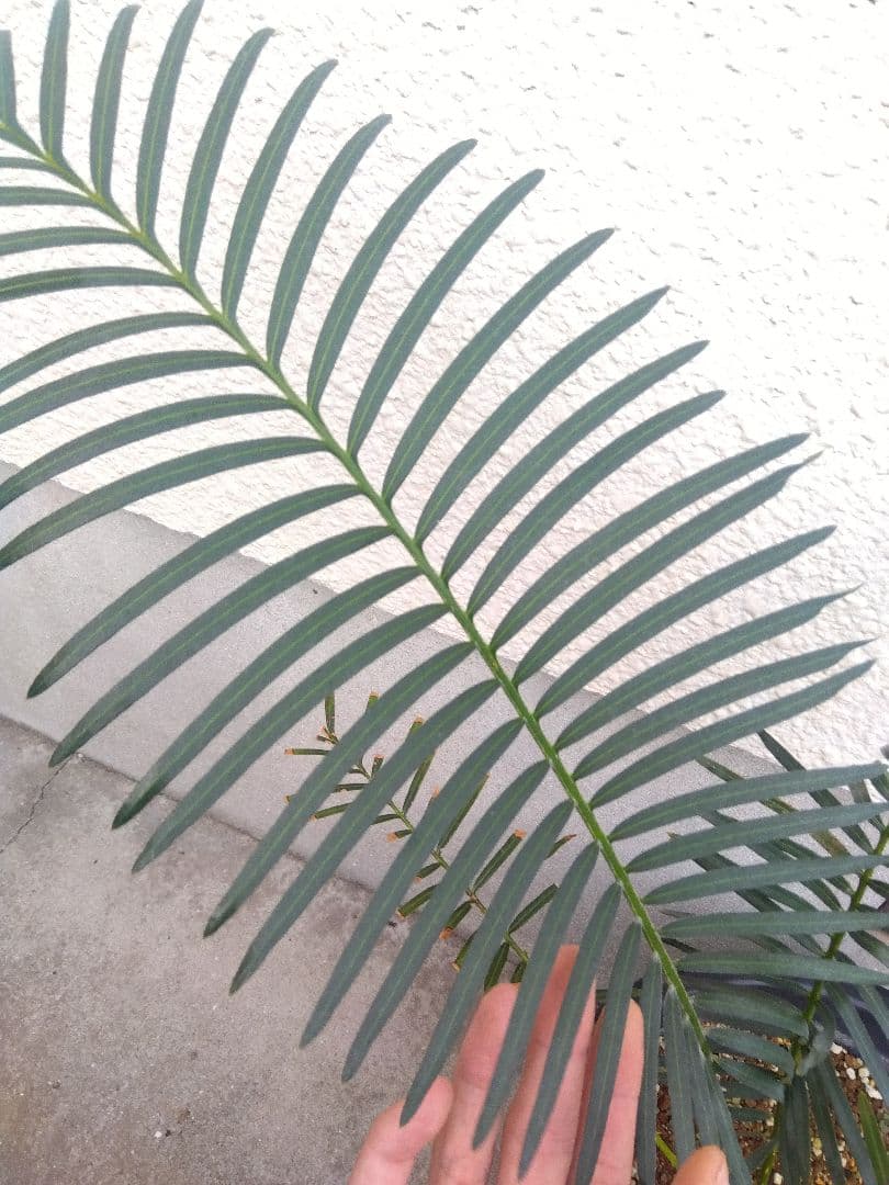 サイカス　タイシルバー　10号鉢つき　希少種❗葉6枚❗