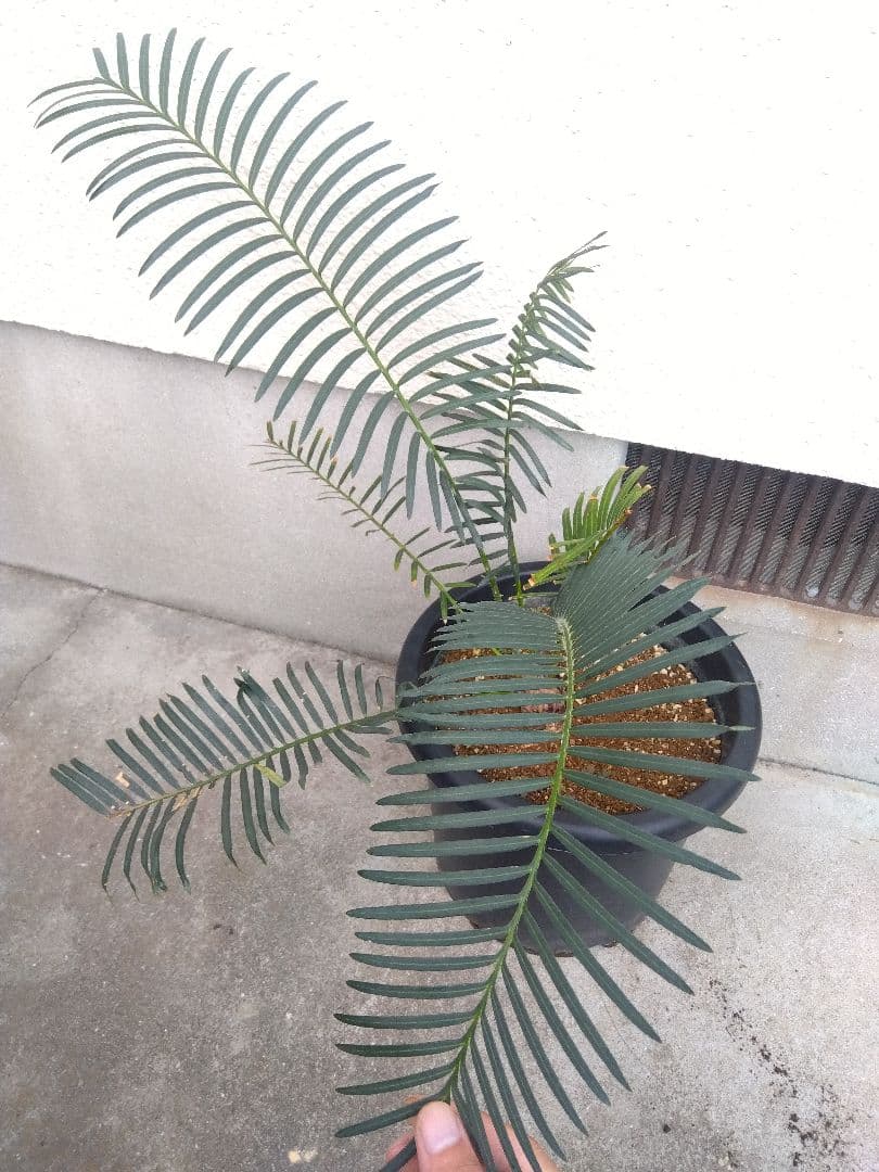 サイカス　タイシルバー　10号鉢つき　希少種❗葉6枚❗