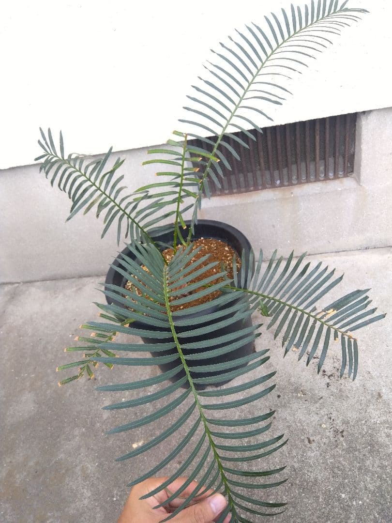 サイカス　タイシルバー　10号鉢つき　希少種❗葉6枚❗