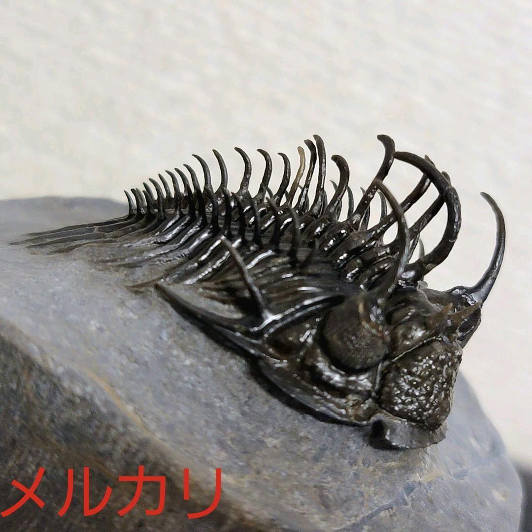 超棘棘！【Comura bultyncki】三葉虫 化石標本★trilobite