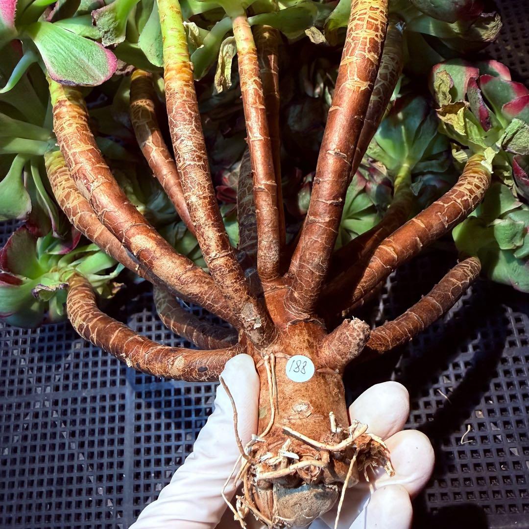 新入荷　超レア新品種　アエオニウム　ロイヤルピーコック錦　法師錦　(超大品)