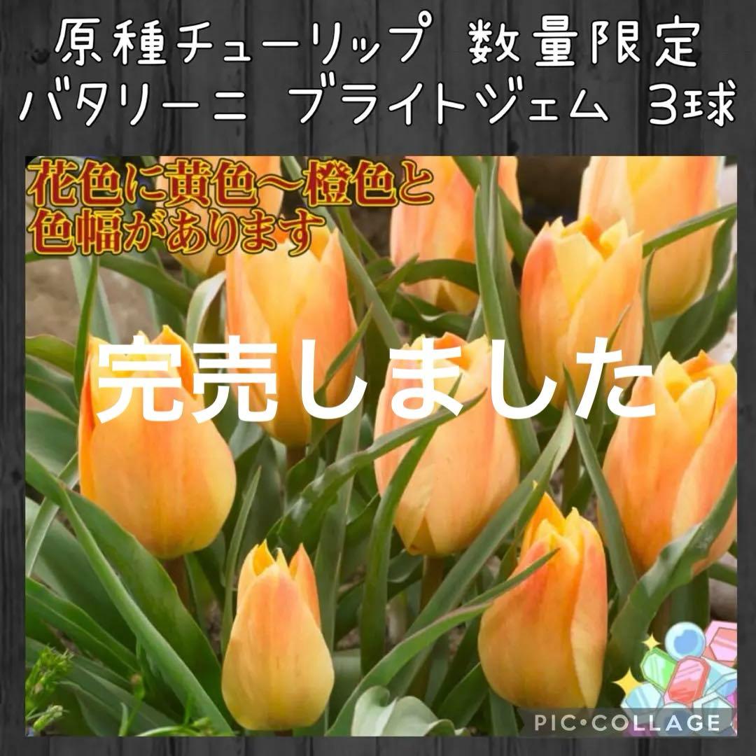 【球根】原種系 チューリップ ブライトジェム　3球