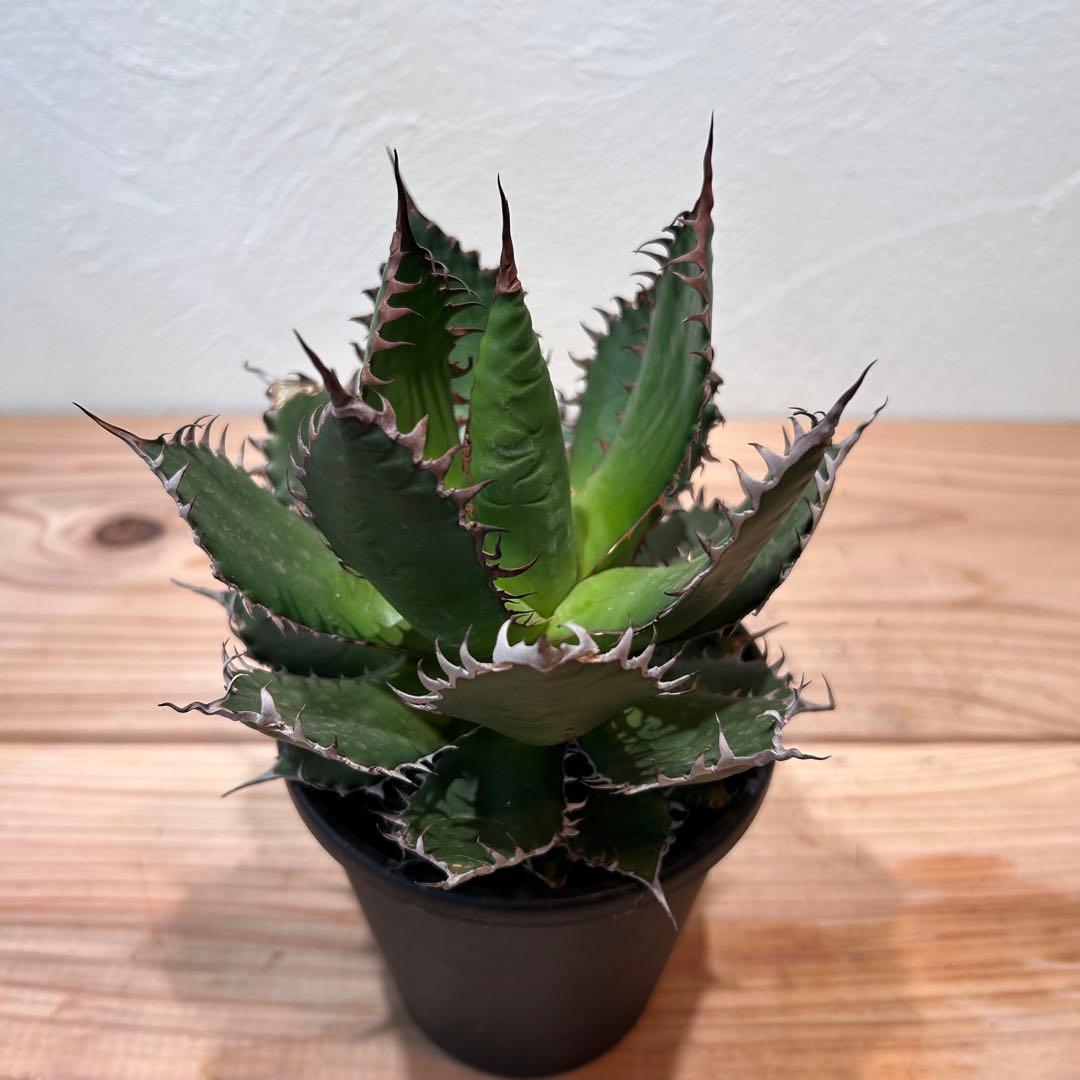 アガベ・ホリダ　4号鉢　鋸歯が美しい人気種