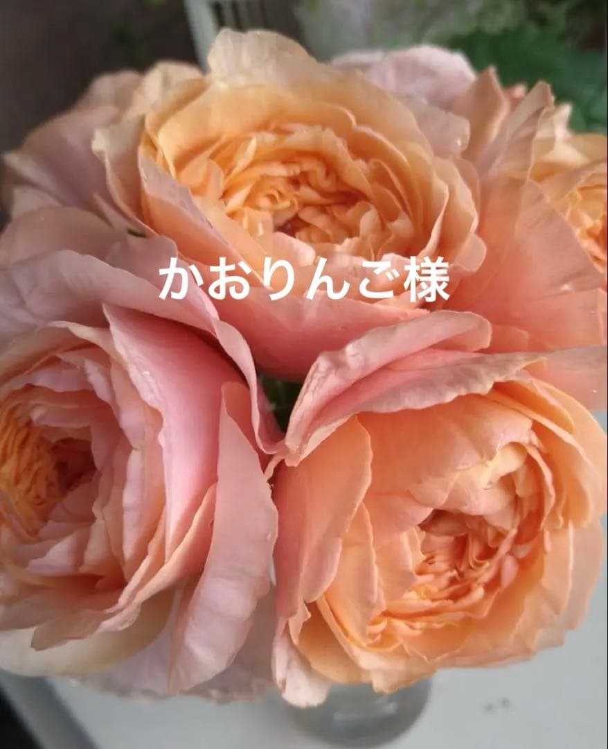 バラ苗　購入前にコメント