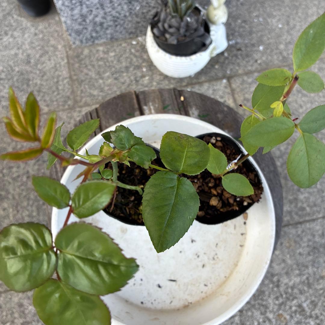 バラ苗　購入前にコメント