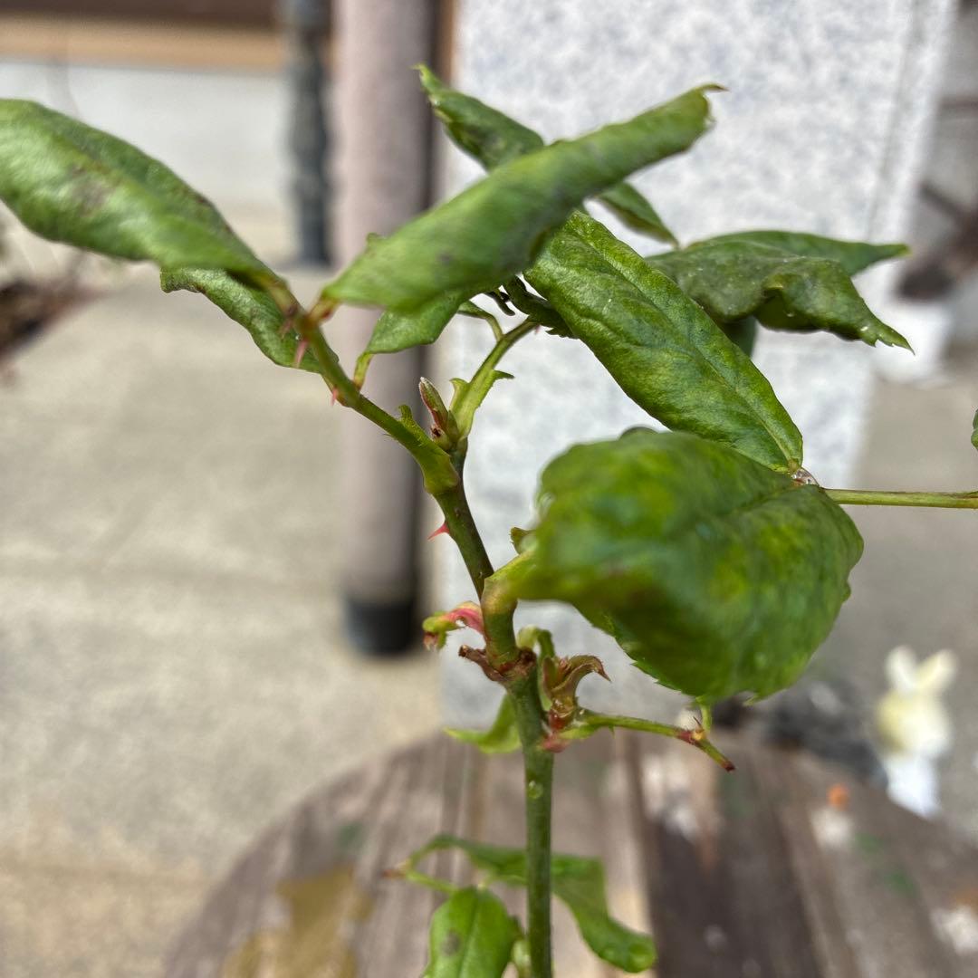 バラ苗　購入前にコメント