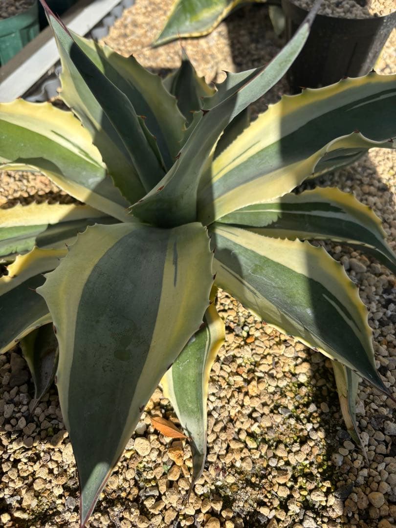 アガベ　オバティフォリア　オルカ　ドライガーデン 地植え