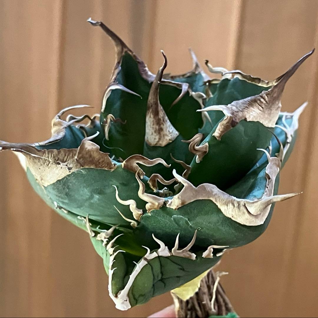 【CR7】速達　超選抜　特大　太棘　長棘　アガべ　チタノタ　雲雀　TC