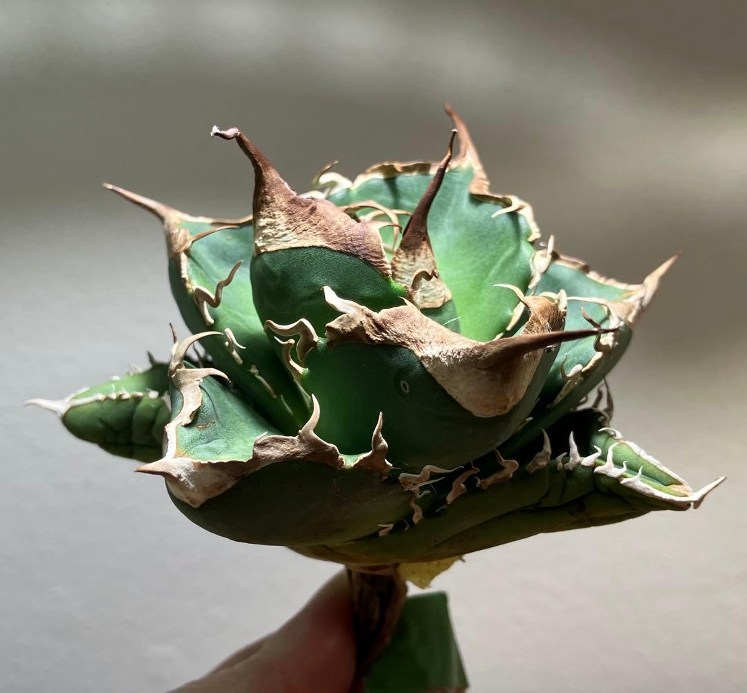 【CR7】速達　超選抜　特大　太棘　長棘　アガべ　チタノタ　雲雀　TC