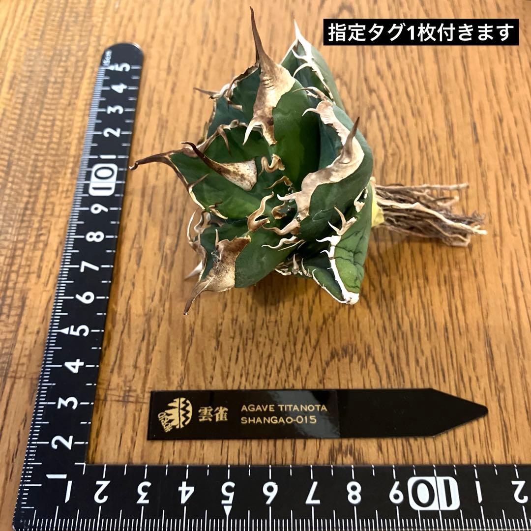 【CR7】速達　超選抜　特大　太棘　長棘　アガべ　チタノタ　雲雀　TC