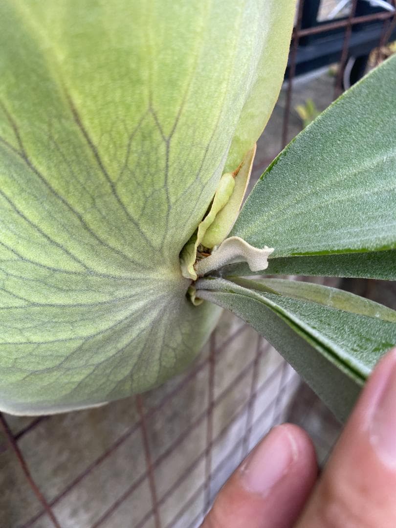 y*o様 フルムーン　大株　10/26