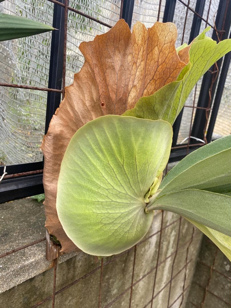 y*o様 フルムーン　大株　10/26