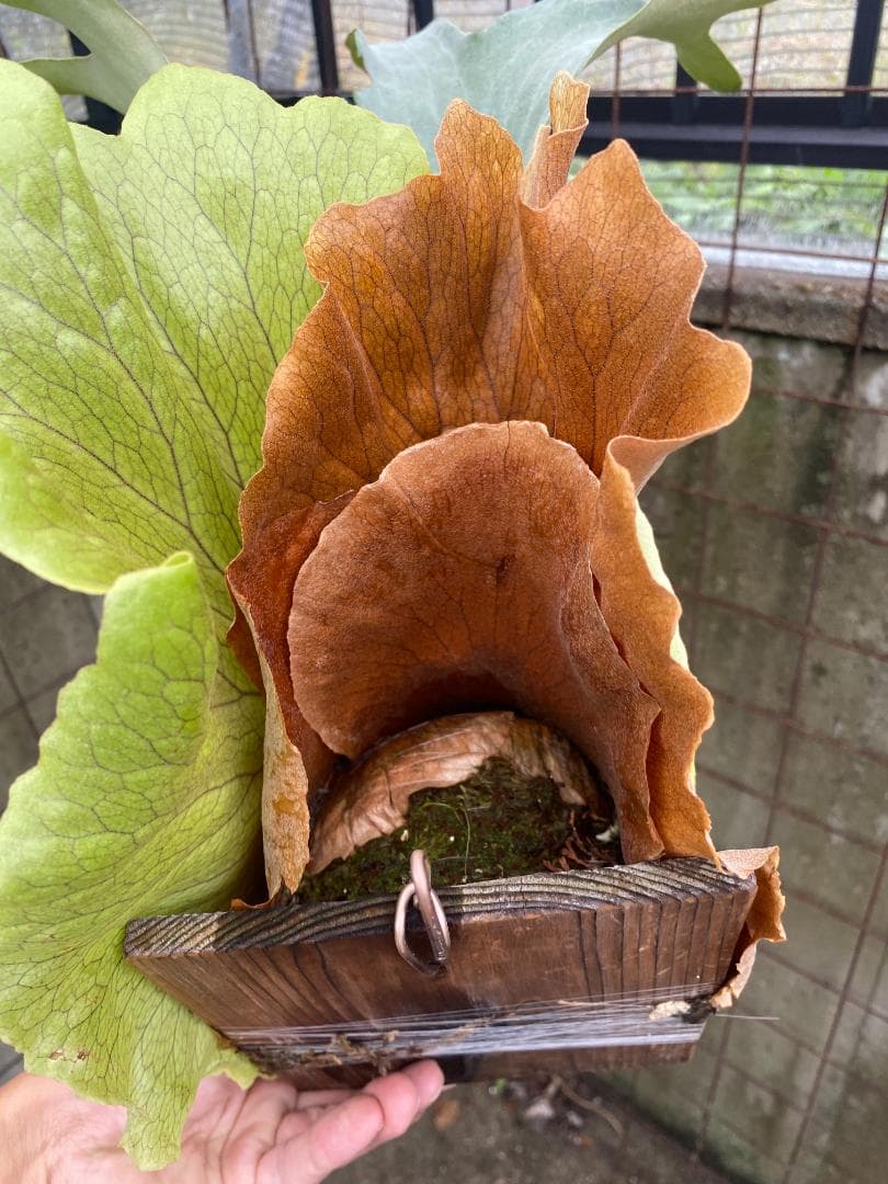 y*o様 フルムーン　大株　10/26