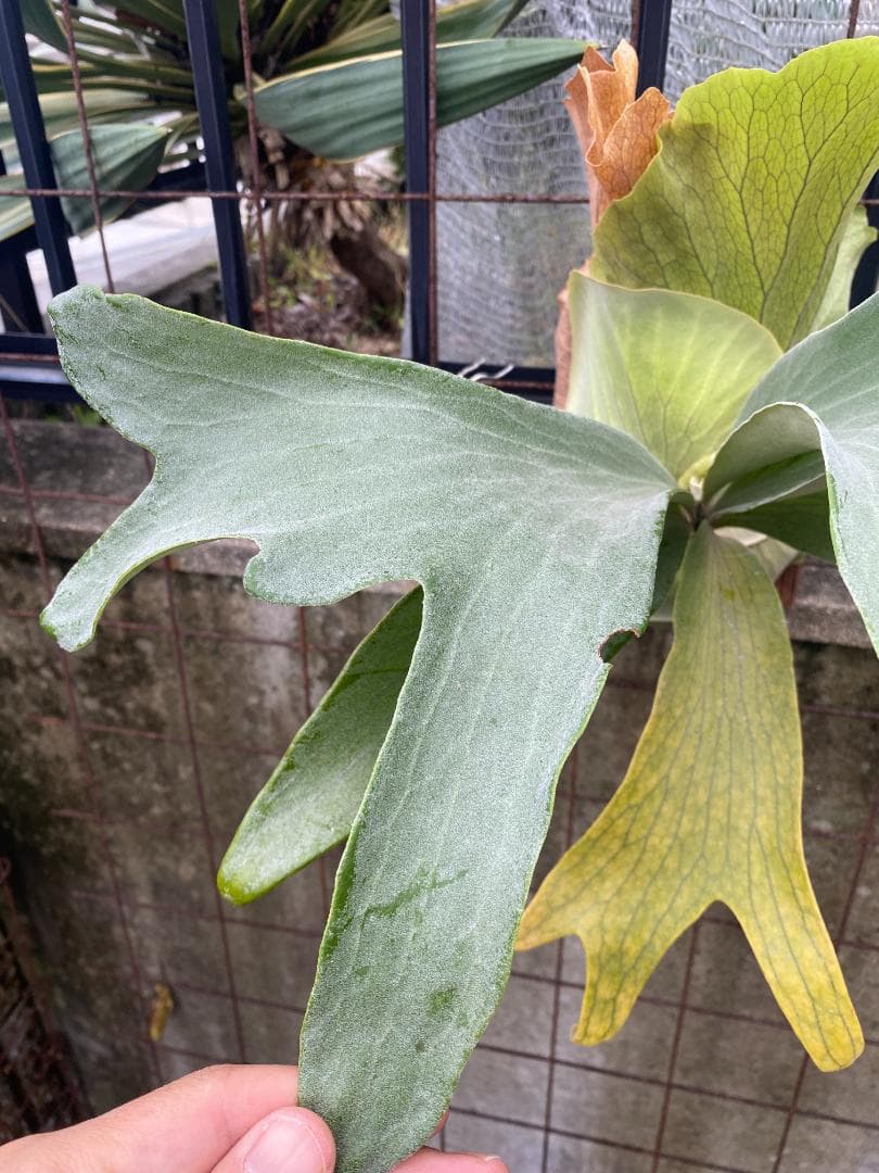 y*o様 フルムーン　大株　10/26