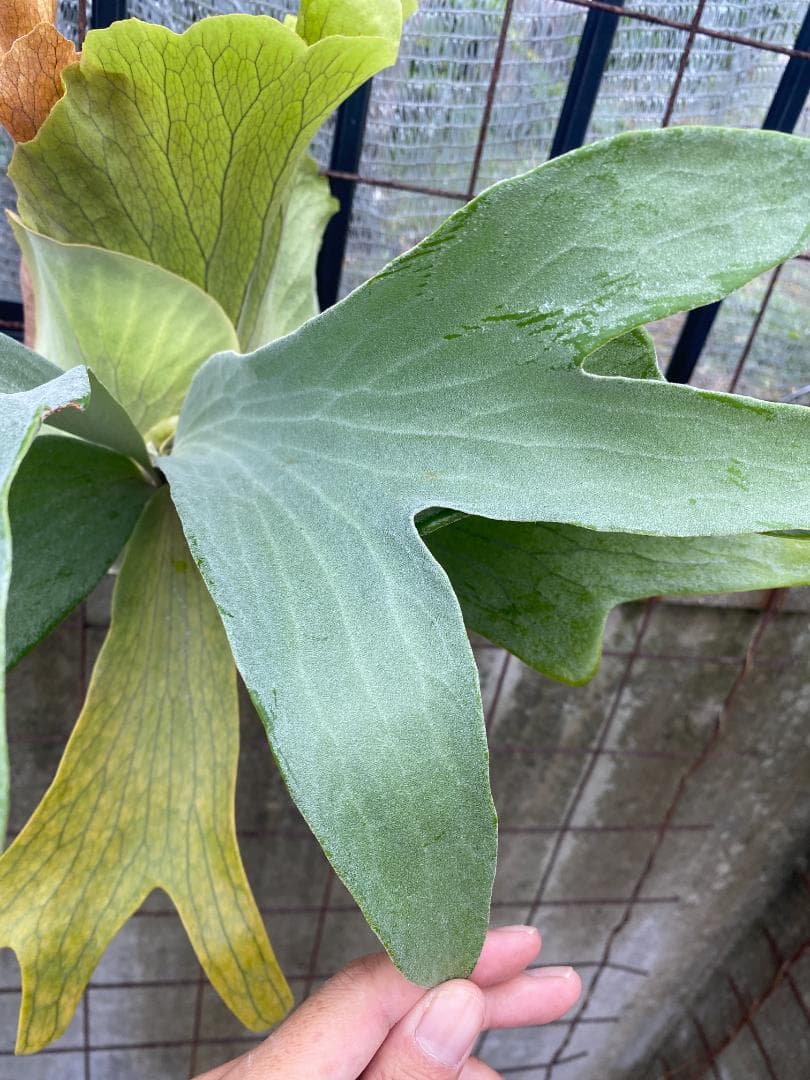 y*o様 フルムーン　大株　10/26