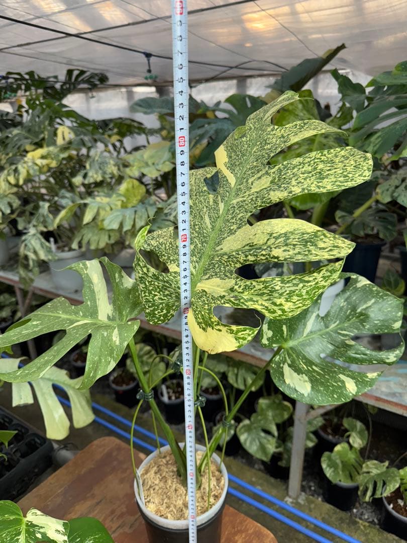 5モンステラ　タイコンステレーション　スターライト