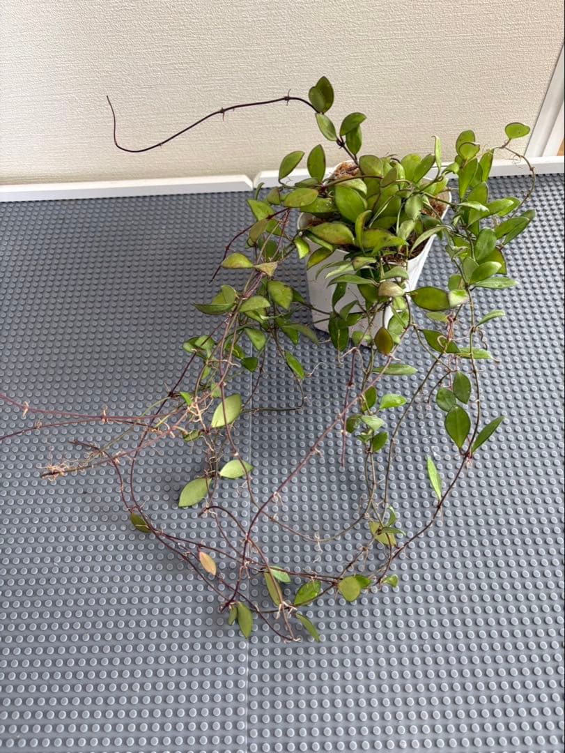 Hoya Noona Pink 専用　2種