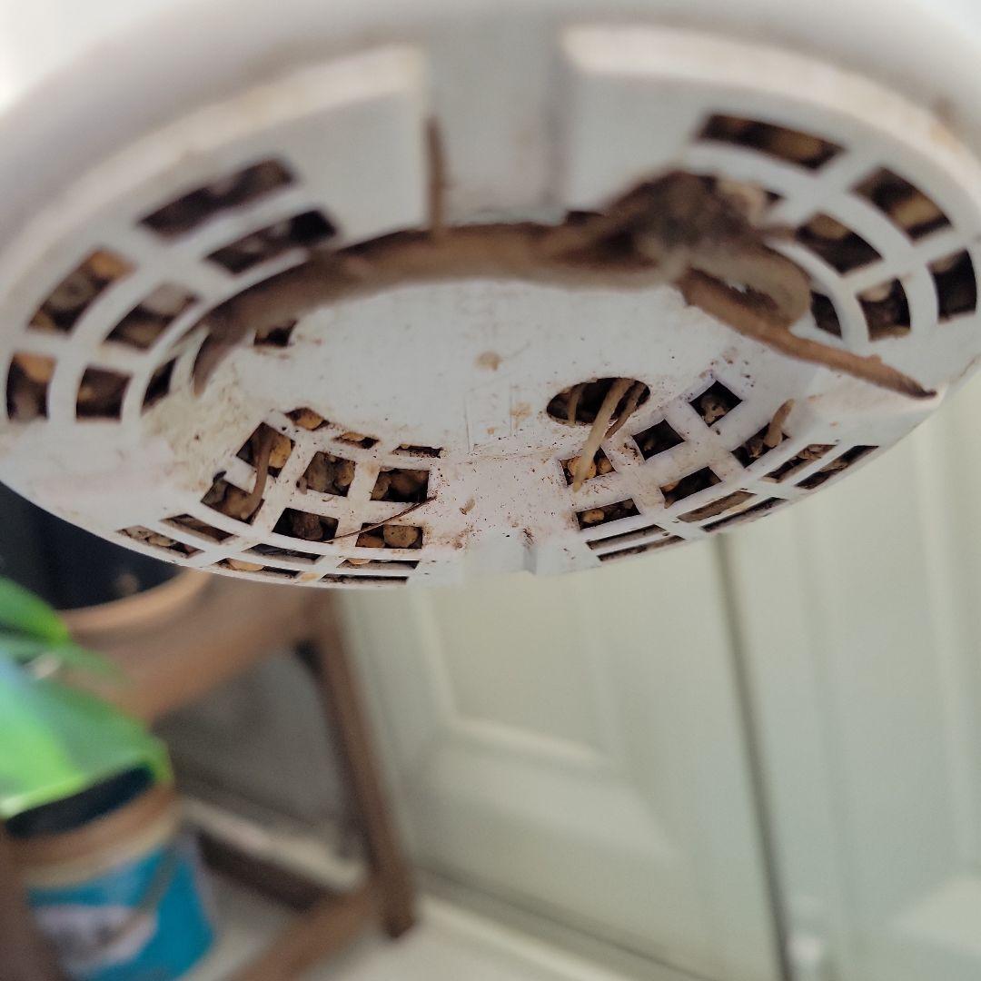 斑入りモンステラ　グリーンオングリーンデリシオーサ