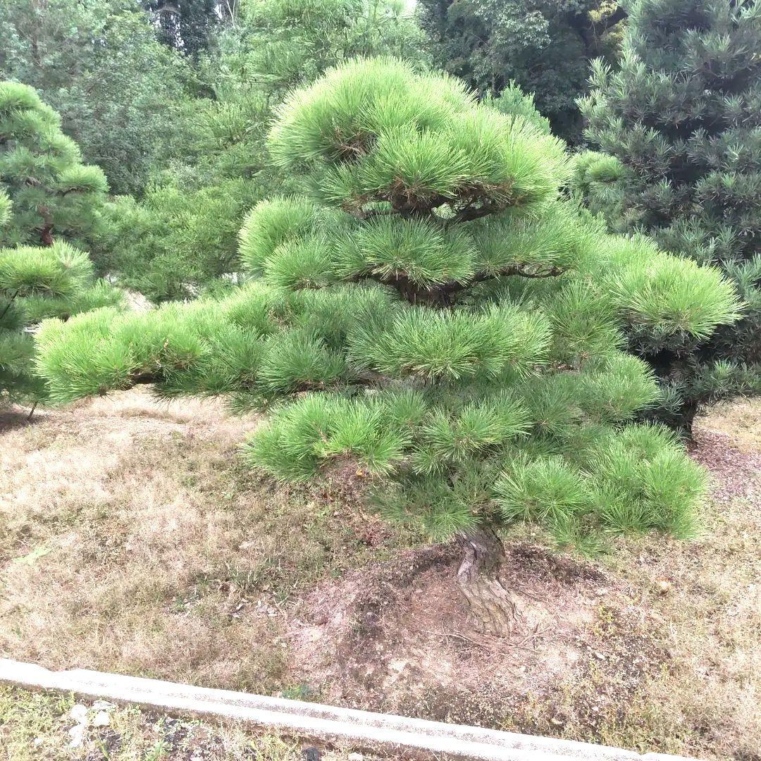 黒松 庭木 ◆ 近畿地方限定送料無料