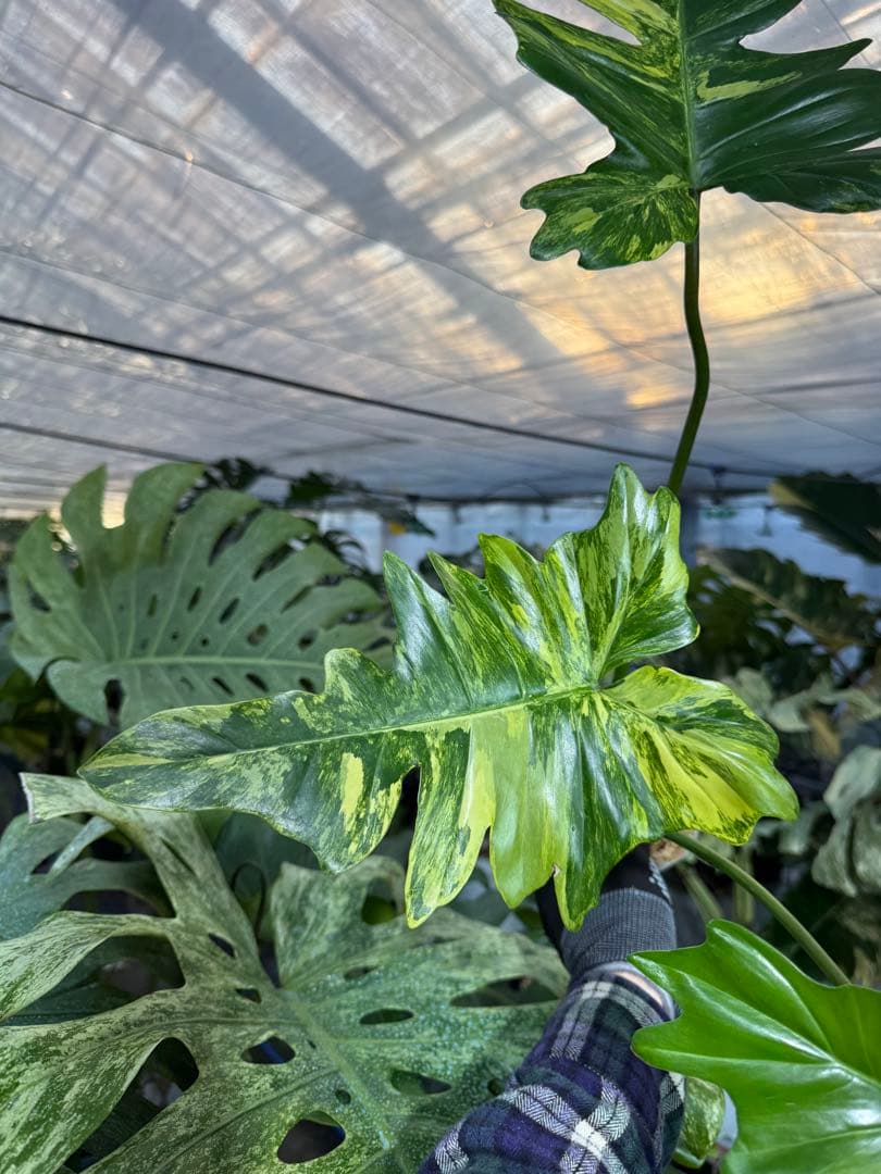 KN２フィロデンドロン　キティナ　健康カット苗