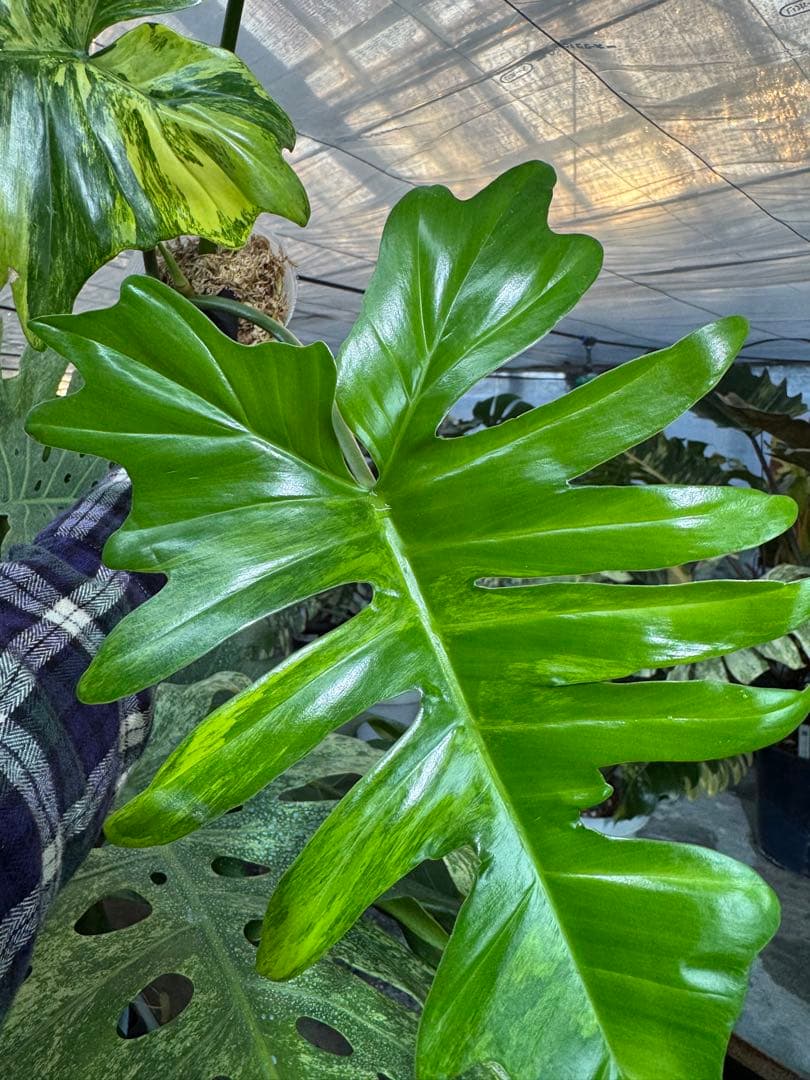 KN２フィロデンドロン　キティナ　健康カット苗