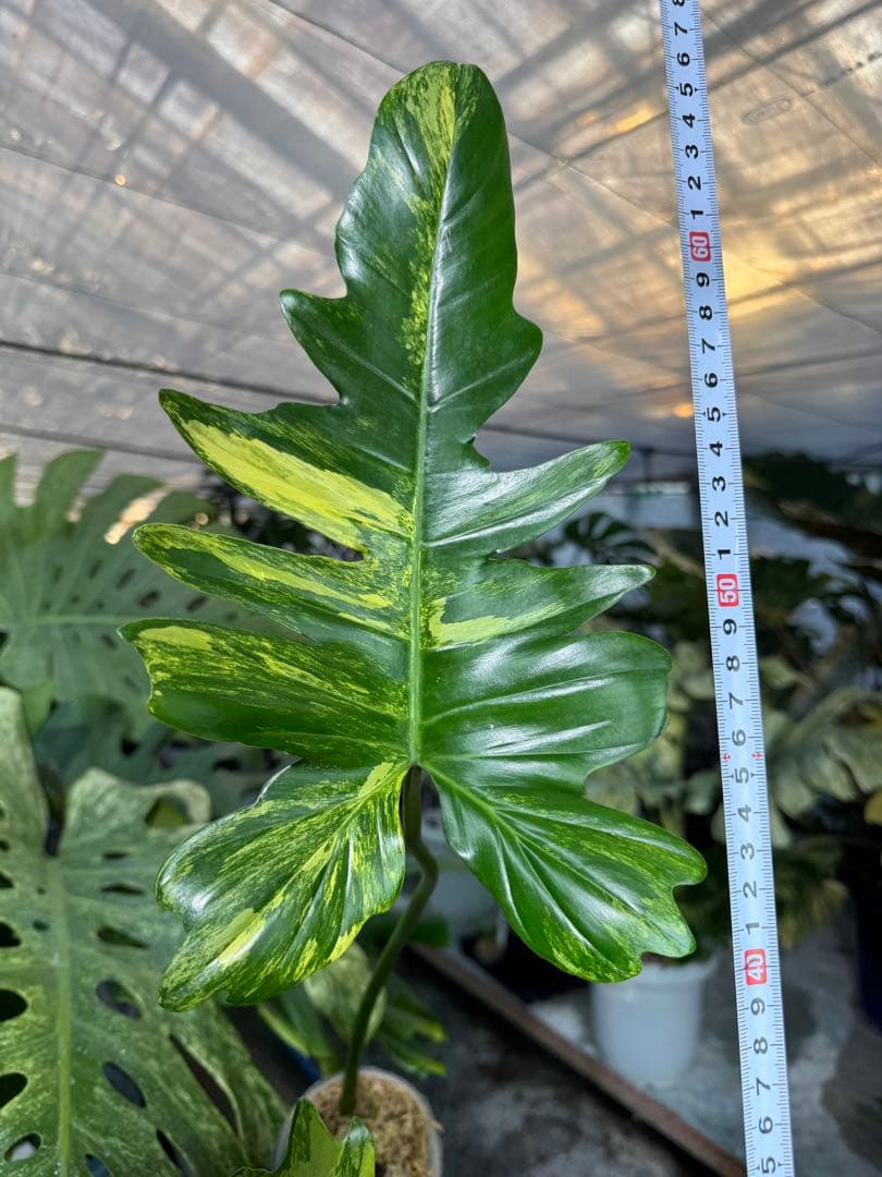 KN２フィロデンドロン　キティナ　健康カット苗