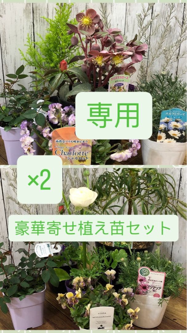 ゴンさん専用 豪華 寄せ植え 苗セット