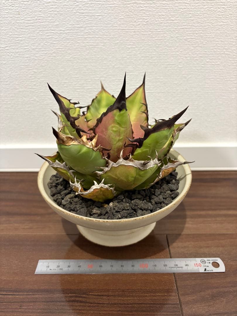 アガベ　チタノタ　ブラックファイヤー　valiem鉢付き