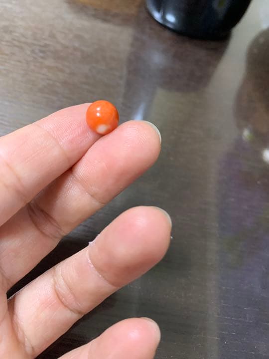 本珊瑚　サンゴ