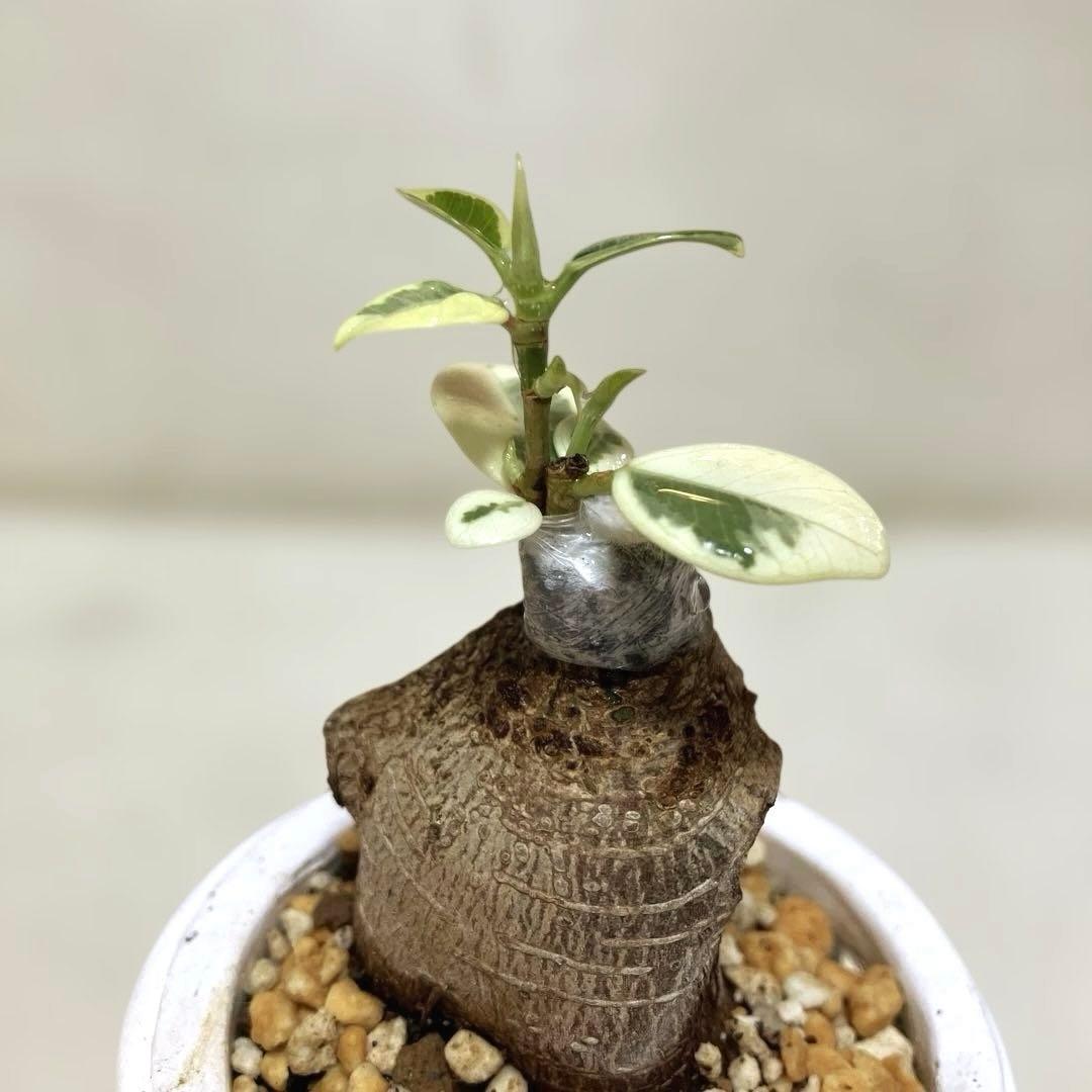 パンダガジュマル　斑入り　接木株