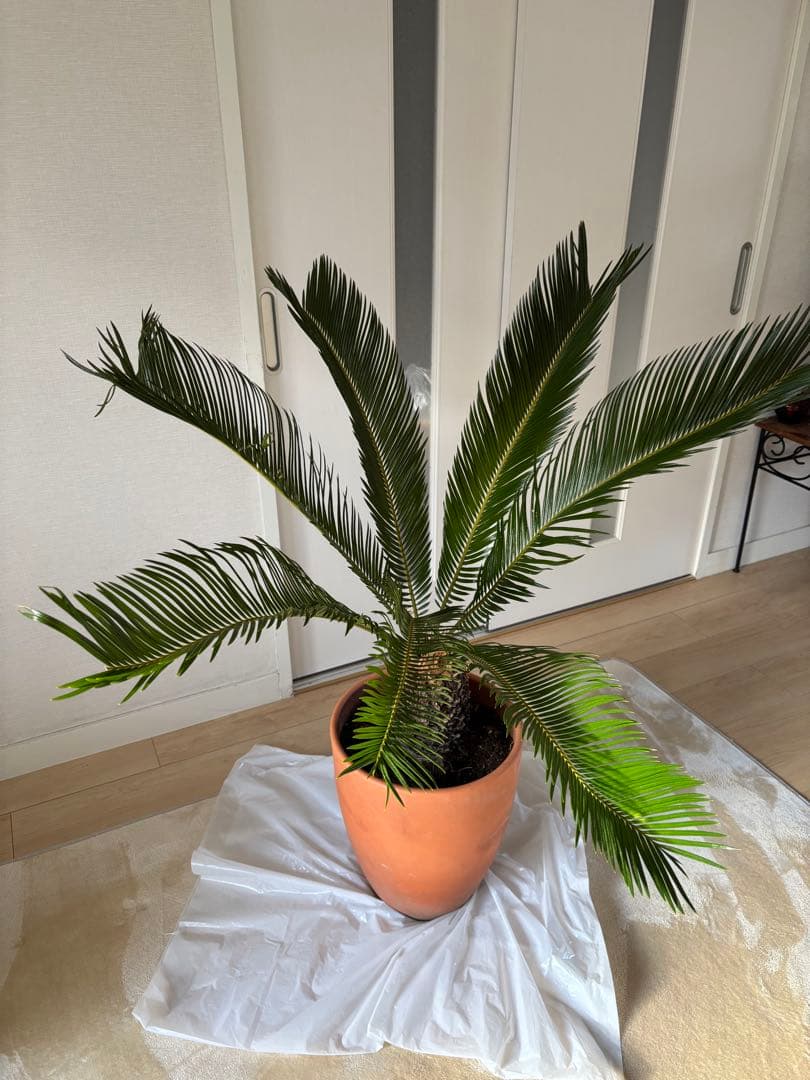 【美形】 蘇轍　ソテツ　　ドライガーデン