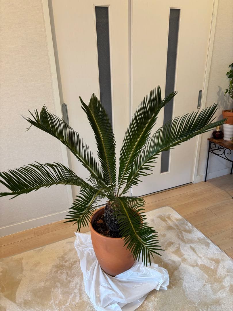 【美形】 蘇轍　ソテツ　　ドライガーデン