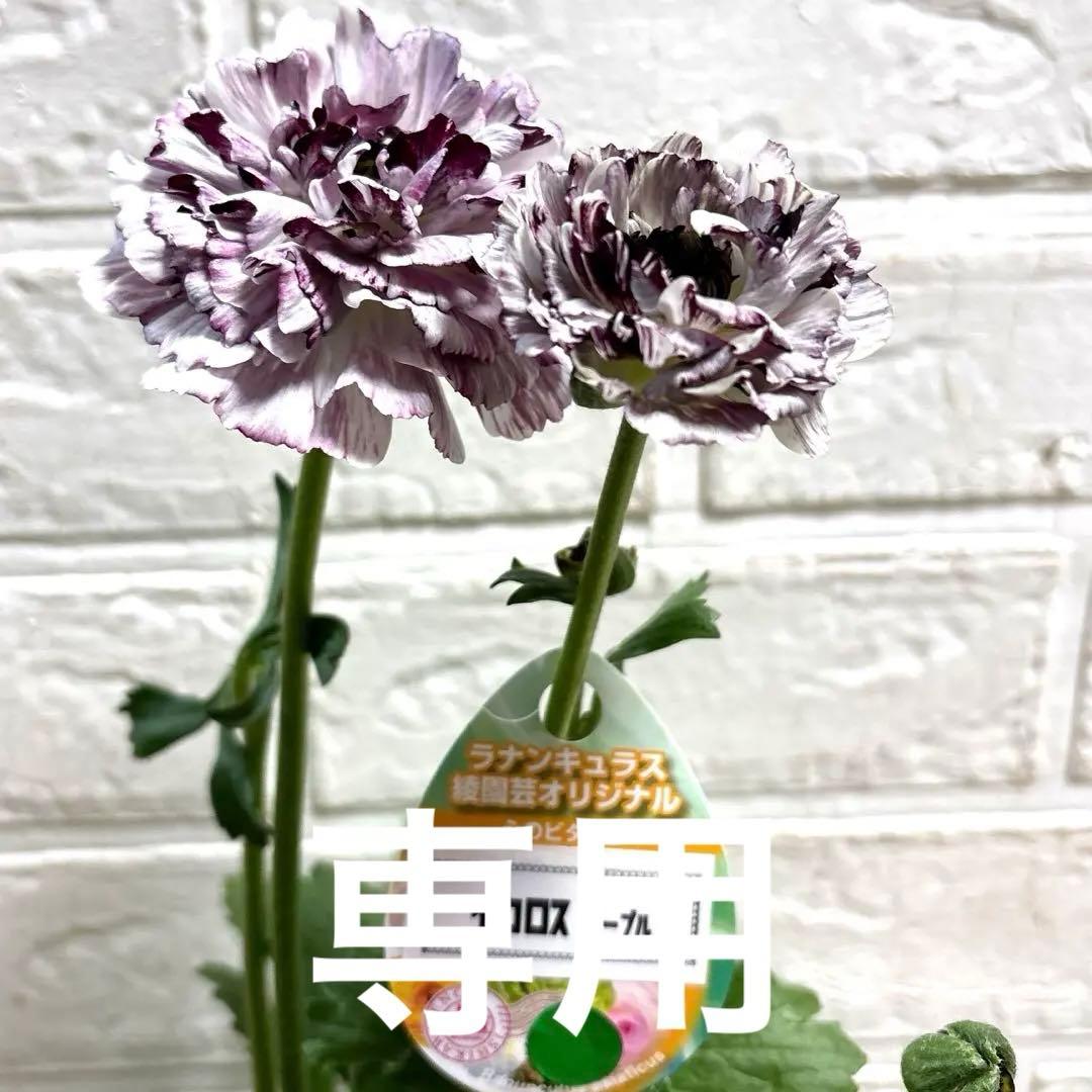 【現品】ラナンキュラスラックス♡イカロスパープル♡3.5号ロング♡メルカリ便