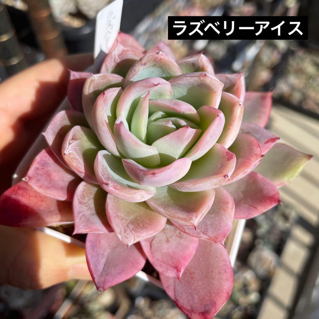 多肉植物エケベリア　ラズベリーアイス　抜き苗