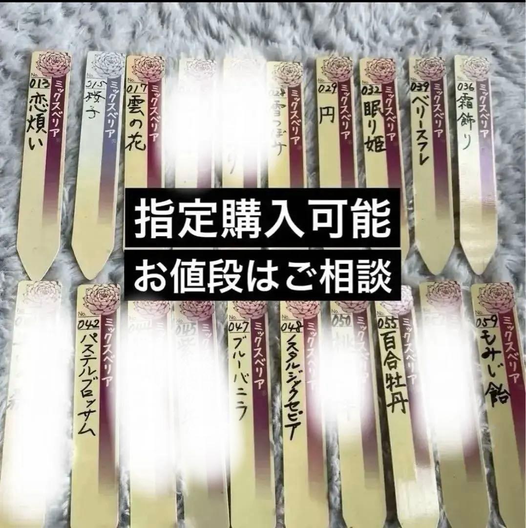 ミックスベリア　札　おらいさん❗️ご相談下さい