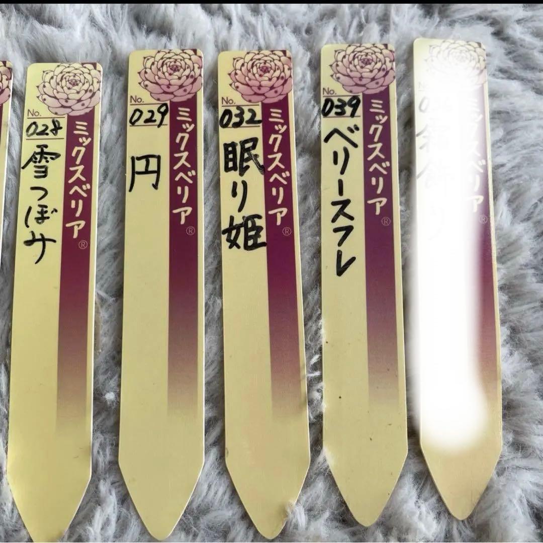 ミックスベリア　札　おらいさん❗️ご相談下さい