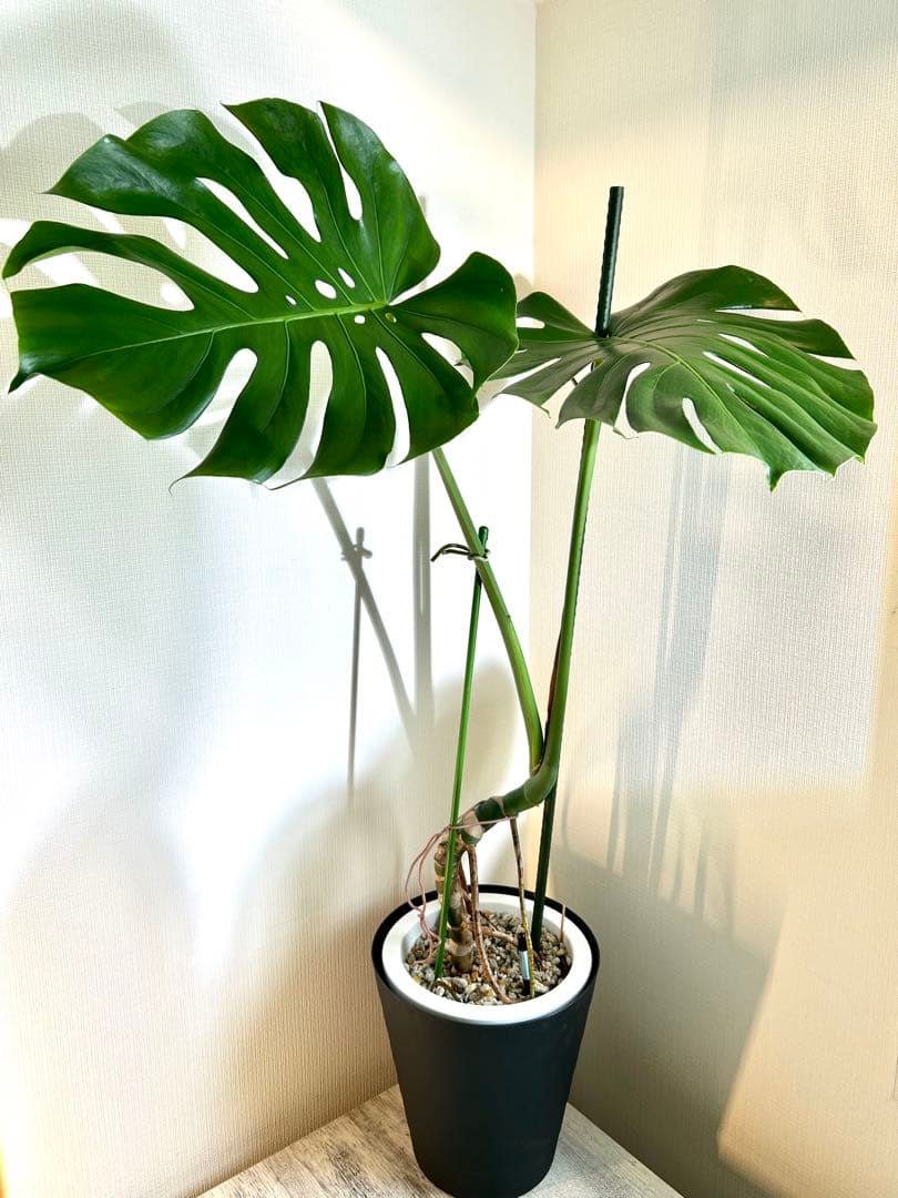 【引取特価】【幹立木質化】破格！モンステラ約100cm 7号鉢