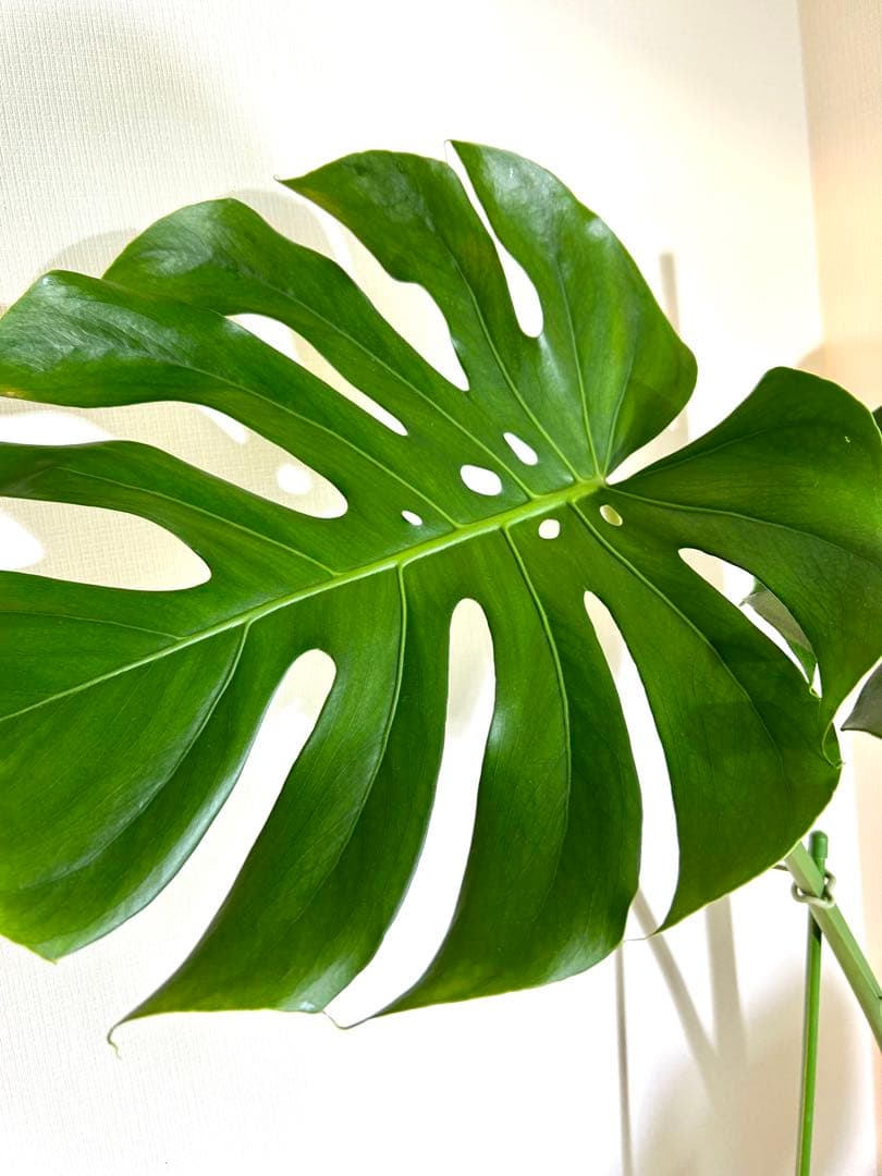 【引取特価】【幹立木質化】破格！モンステラ約100cm 7号鉢