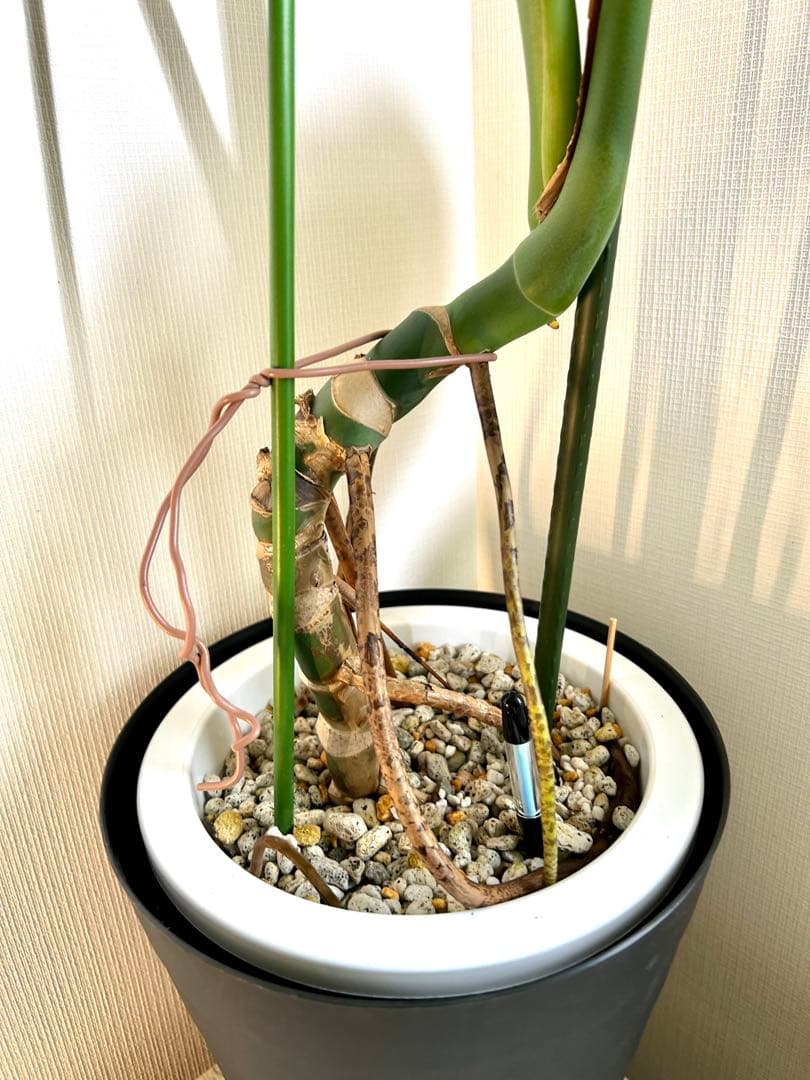 【引取特価】【幹立木質化】破格！モンステラ約100cm 7号鉢