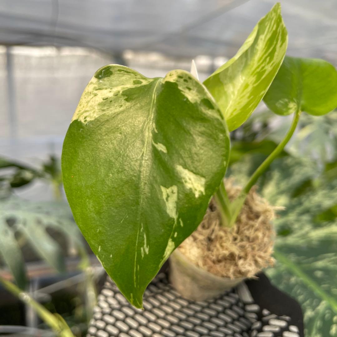 MB20 モンステラ　デリシオーサ　ベトシオーサ　2寸ポリポット　ネコポス発送