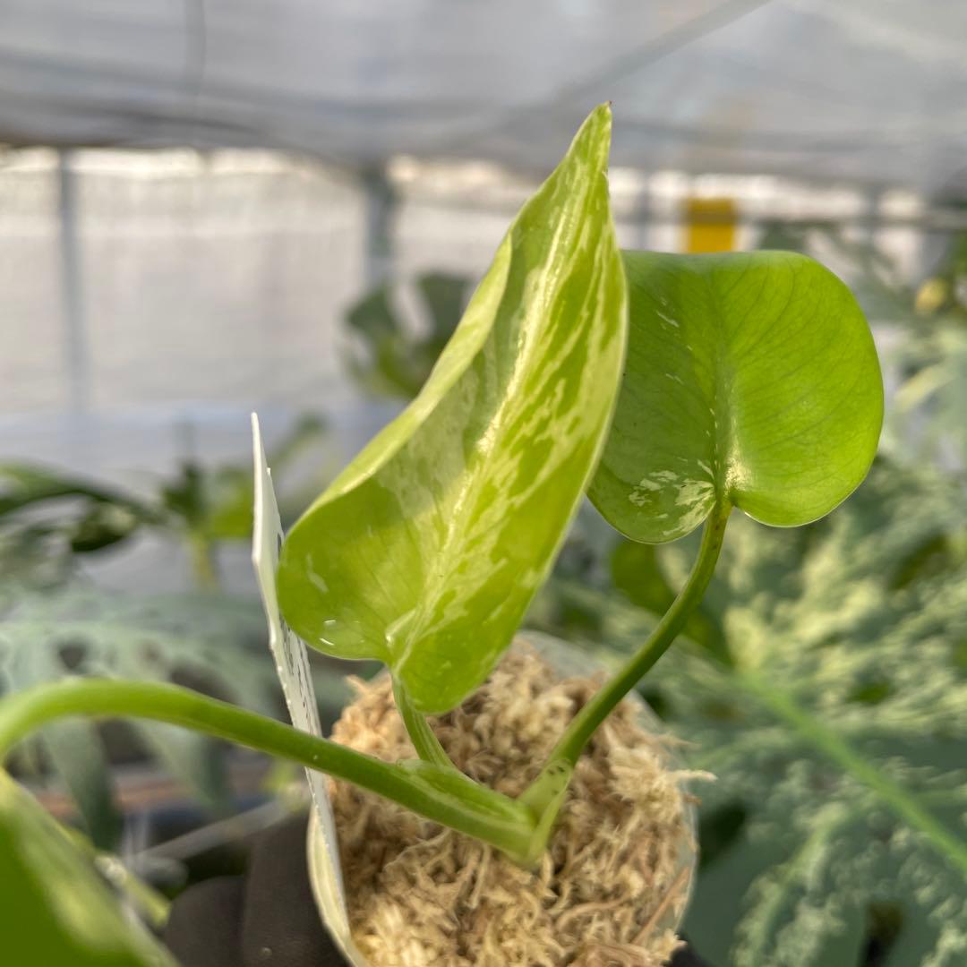 MB20 モンステラ　デリシオーサ　ベトシオーサ　2寸ポリポット　ネコポス発送