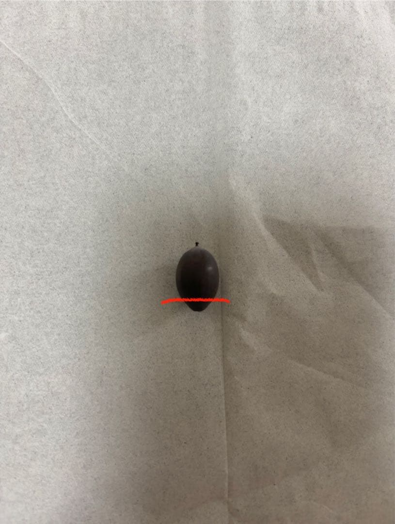 大賀ハスの種 10000粒