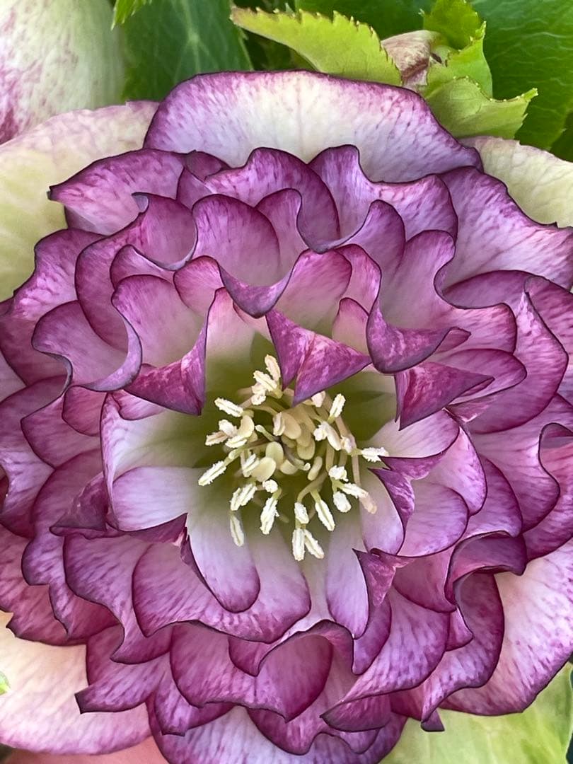 【野田園芸】2/5写真追加　dd クリスマスローズ　苗　No.①