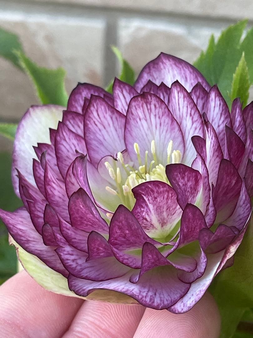 【野田園芸】2/5写真追加　dd クリスマスローズ　苗　No.①