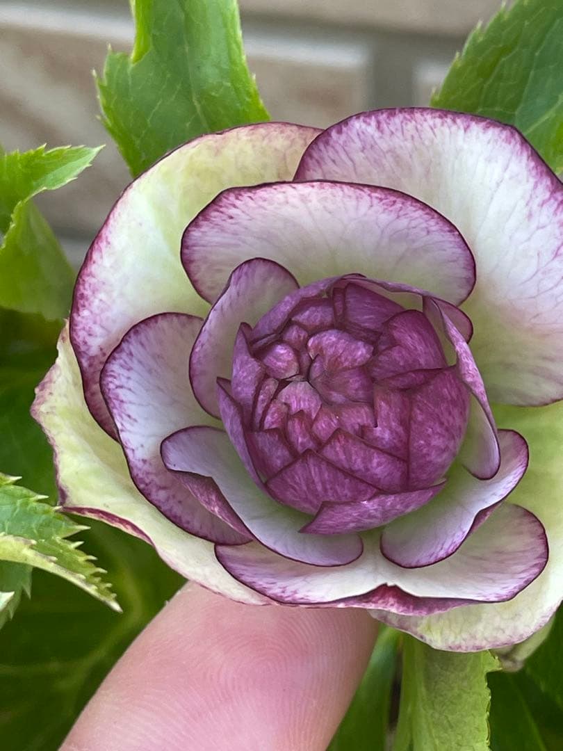 【野田園芸】2/5写真追加　dd クリスマスローズ　苗　No.①