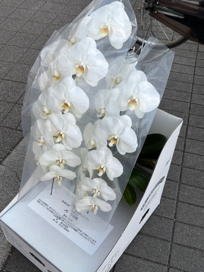 胡蝶蘭　3本立て　7寸約1m(鉢底から上まで) 30輪