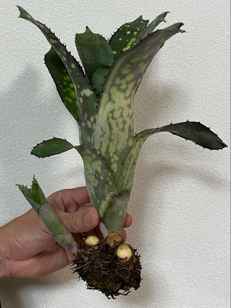 ビルベルギアアラカイ親株、子株のセット