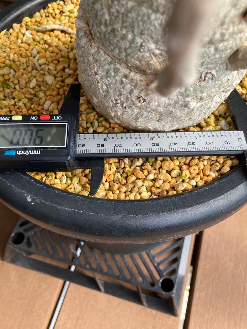 大型株 菊鉢８号 フォークイエリア コルムナリス 観峰玉 現地球