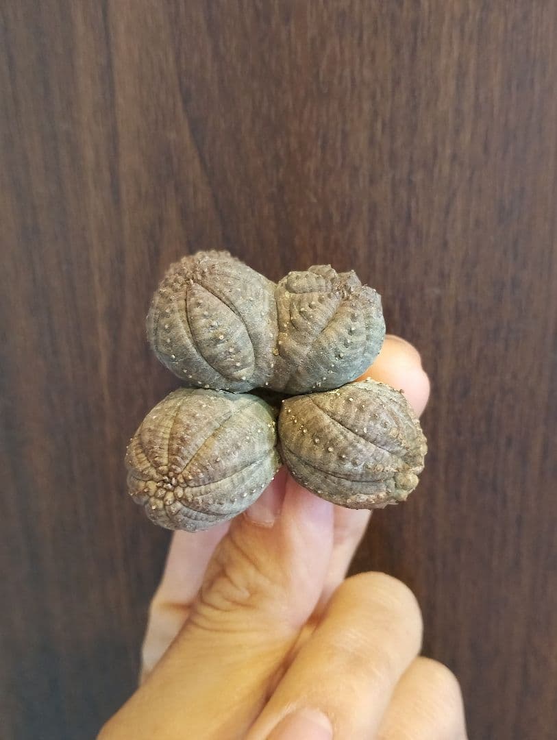 希少 ユーフォルビア オベサ 多頭 ダブルベッド