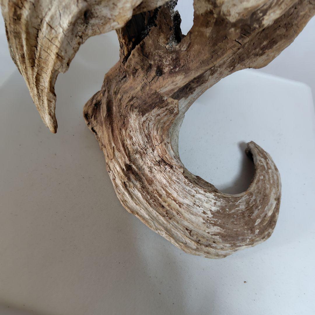 物凄い個性的な流木です。